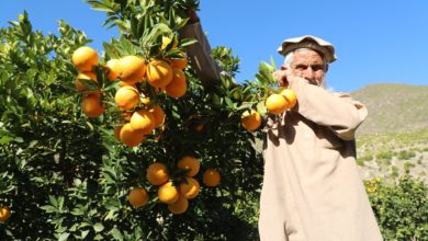 تصویر میزان تولید ستروس در کشور به بیش از سیزده‌هزار تُن رسید