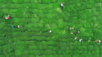 تصویر ترکیه 5 آیدا داشاری یورتلارا 8.5 میلیون دلار غوری چای ساتدی