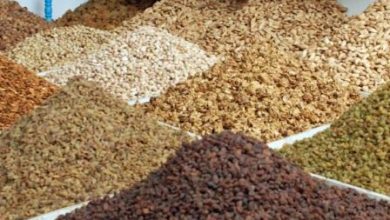 تصویر طالبان از افزایش صادرات میوه خشک به خارج از کشور خبر دادند