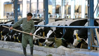 Photo of Turkey ranks first in the livestock sector in Europe
