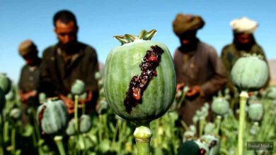 Photo of The Taliban leader issued a decree banning poppy cultivation in Afghanistan