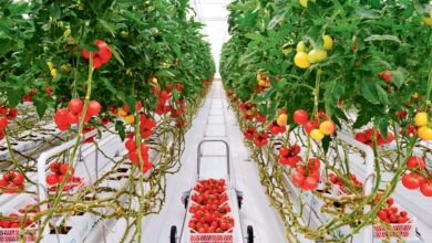 Türkmenistan, Kırgızistan’a 5 ayda 6,6 milyon dolarlık domates ihraç etti fotoğrafı