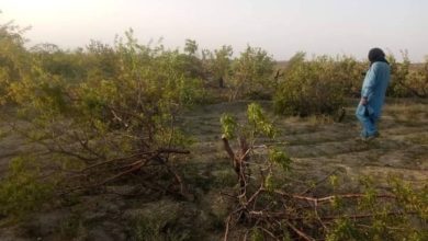 Photo of Unknown people have destroyed 300 fruit trees in Paktika