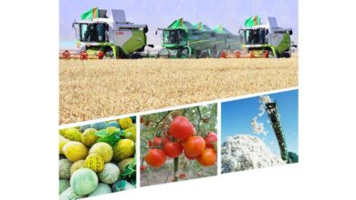 Türkmenistan, Afganistan ile tarım alanında işbirliğine hazır fotoğrafı