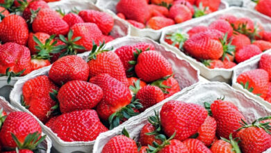 Türkmenistan BAE’ye çilek ihracatına başladı fotoğrafı