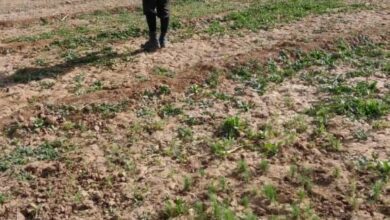 تصویر کشف زمین زیر کشت تریاک در ولسوالی دلارام