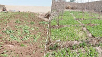 Helmand vilayetinde 600 dönümlük haşhaş tarlası yok edildi fotoğrafı