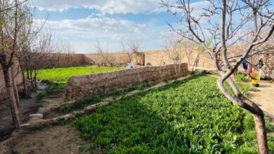 Herat vilayetinde yaklaşık 3 dönüm haşhaş tarlası yok edildi fotoğrafı