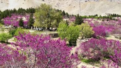 تصویر گردشگران تپه ارغوان را بهترین مکان برای تفریح و تفریح در روزهای مناسب میدانند