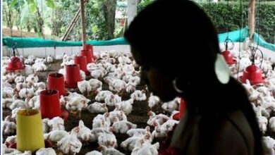 تصویر سازمان جهانی بهداشت از شیوع آنفولانزای پرندگان در میان انسان‌ها ابراز نگرانی کرده است