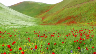 تصویر روستای گل‌ها؛ نگین سبز ولسوالی آقچه در جوزجان