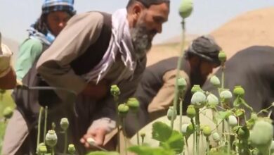 تصویر شیخ هبت‌الله آخندزاده رهبر امارت اسلامی بار دیگر در فرمانی کشت کوکنار را در سراسر کشور ممنوع اعلام کرد