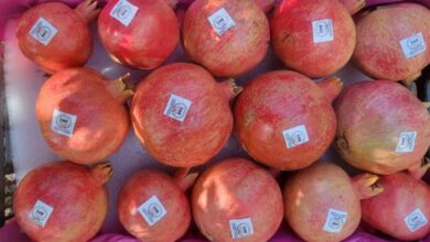 Photo of The first shipment of Afghan pomegranates was exported to Kazakhstan