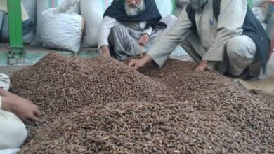 Photo of Afghanistan exported more than two thousand tons of pine nuts last year