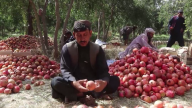 Photo of Efforts Ongoing to Export Kandahar Pomegranates to China