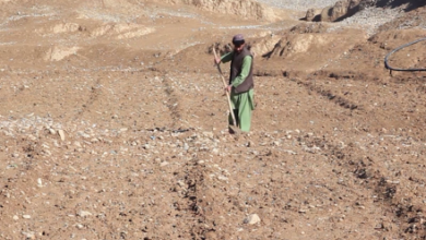 Photo of Uruzgan Farmers Embrace Heng Cultivation After Poppy Ban