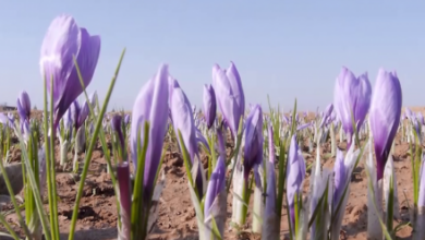 Photo of Saffron Production Rises in Afghanistan