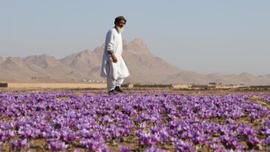 تصویر زعفران، جایگزین طلایی کشت خشخاش (تریاک) در افغانستان