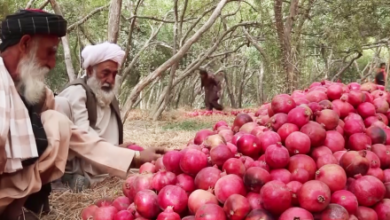 Photo of Afghanistan’s Pomegranate Exports Hit $33 Million, But Challenges Persist