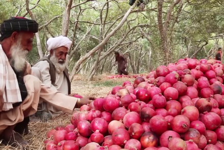 Photo of Afghanistan’s Pomegranate Exports Hit $33 Million, But Challenges Persist