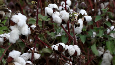 Photo of Cotton Yield Triples in Sar-e-Pol, Farmers Still Face Challenges