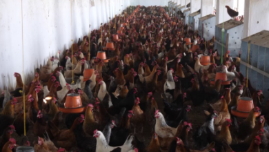 Photo of Over 1 Billion Dollars Invested in Afghanistan’s Poultry Sector