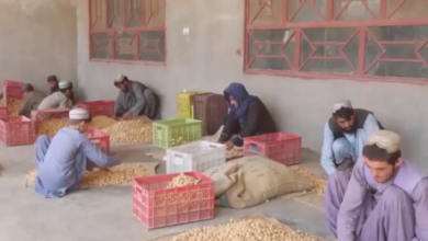 Photo of Afghanistan Exports 9,800 Tons of Dried Fruits to China