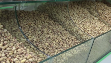 Photo of Herat’s Pistachio Exports Reach Nearly $25 Million This Year