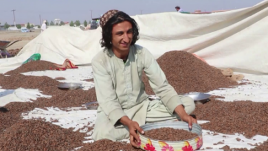 Photo of Afghanistan Exports 1,100 Tons of Black Pine Nuts