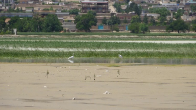 Photo of NEPA Rescues Over 15,000 Smuggled Birds, Animals