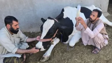 Photo of UN agency warns of ‘critical outbreak’ of foot-and-mouth disease in Afghanistan