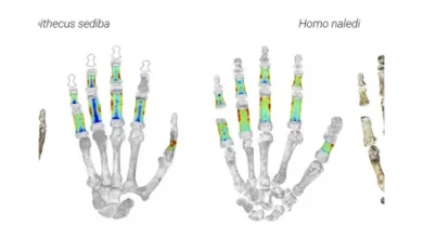 Photo of Early Humans Used Their Hands to Both Climb Trees and Make Tools