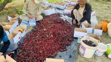 تصویر صادرات ۱۰۰ تُن گیلاس از پنجشیر به روسیه، ازبکستان و قرغزستان