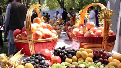 Photo of Efforts ongoing to export Afghanistan’s fresh fruits to new markets: Ministry