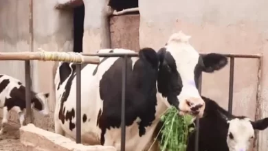 Photo of Foot-and-Mouth Disease Brings Heavy Losses to Herat Farmers