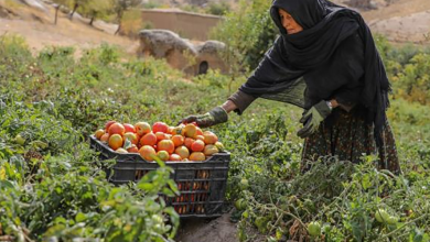 Photo of South Korea, UN launch $10 million development project in Afghanistan