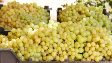 Photo of Calls for Tariff Cuts as Kandahar Exports Grapes to Pakistan