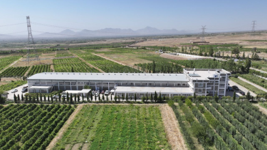 تصویر افتتاح فابریکه پروسس کشمش در ولسوالی استالف کابل توسط ملا عبدالغنی برادر 