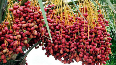 تصویر پیش‌بینی تولید بیش از ۲۰ تُن خرما در باغ خرمای فارم هده ننگرهار 