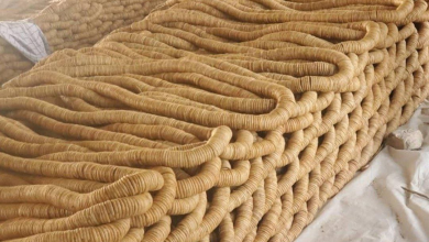 تصویر آغاز صادرات انجیر کندهار به عربستان سعودی و امارات متحده عربی