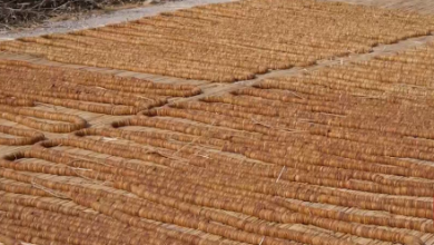 Photo of Fig Farmers in Kandahar Struggle as Export Barriers Lower Prices