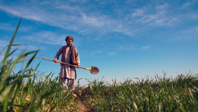 Photo of FAO and UK launch £10 million project to boost Afghanistan’s rural resilience