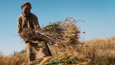 Photo of Afghanistan producing 60% of its annual flour needs domestically
