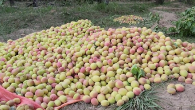 Photo of Maidan Wardak Orchards Yield Nearly 5,500 Metric Tons This Year