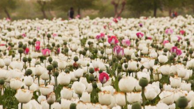 تصویر انتقاد وزارت داخله از عدم همکاری جهانی در مبارزه با قاچاق مواد مخدر 