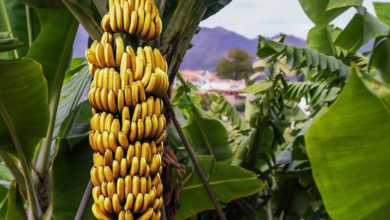 تصویر افزایش بی‌سابقه تولید کیله در خوست؛ درخواست مقام‌ها برای ایجاد فابریکه‌های بسته‌بندی