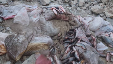 تصویر پنج‌صد کیلوگرام ماهی غیر قابل مصرف و فاسد در تورخم کشف و ضبط شد