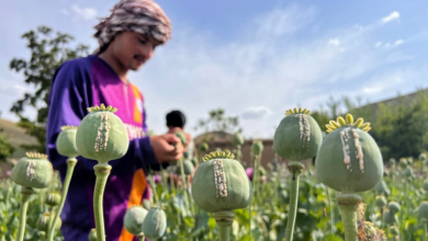 Photo of Opium cultivation declines in Afghanistan but rises in Pakistan and Iran