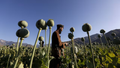 Photo of Opium farming in Afghanistan shrank by a fifth in 2025, UN survey finds