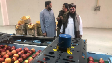 Photo of Apple exports to Russia a ‘positive step’ after pomegranate deal: Mujahid